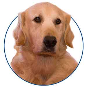 Dierenpension Annemiek