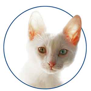 Dierenpension Annemiek