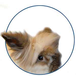 Dierenpension Annemiek